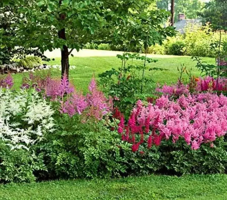 Astilbe Flowers Seed Mix ,Astilbe Arendsii Bunter - Caribbean garden seed