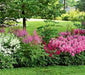 Astilbe Flowers Seed Mix ,Astilbe Arendsii Bunter - Caribbean garden seed