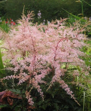 Astilbe 'Peach Blossom'" (BareRoots) Perennial - Caribbean garden seed