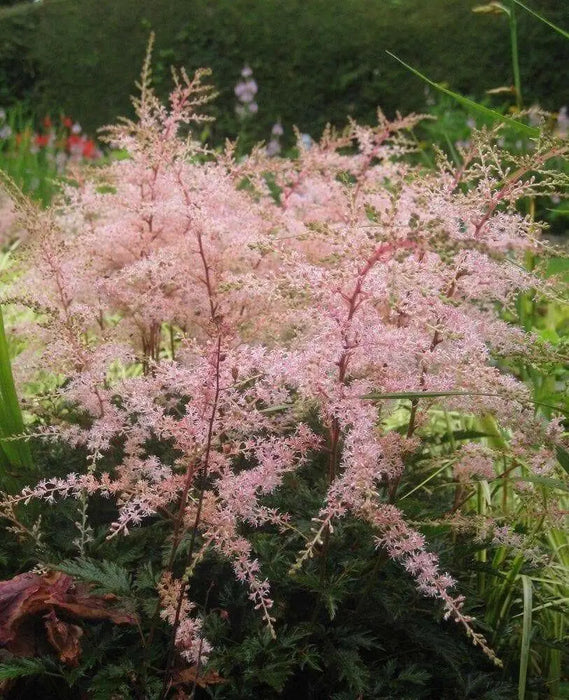 Astilbe 'Peach Blossom'" (BareRoots) Perennial - Caribbean garden seed