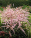 Astilbe 'Peach Blossom'" (BareRoots) Perennial - Caribbean garden seed