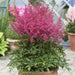 Astilbe Flowers Seed Mix ,Astilbe Arendsii Bunter - Caribbean garden seed