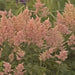 Astilbe 'Peach Blossom'" (BareRoots) Perennial - Caribbean garden seed