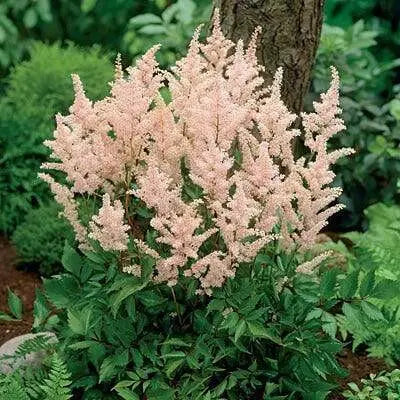 Astilbe 'Peach Blossom'" (BareRoots) Perennial - Caribbean garden seed