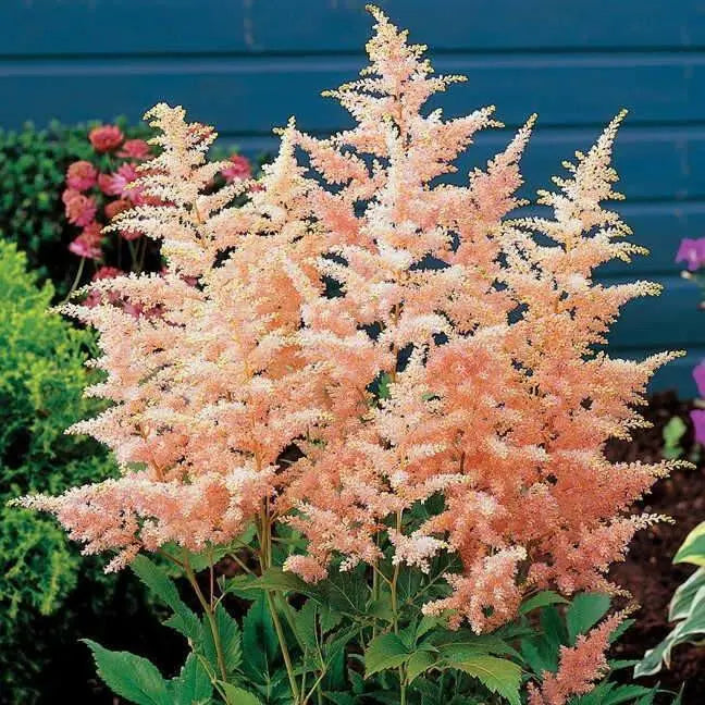 Astilbe 'Peach Blossom'" (BareRoots) Perennial - Caribbean garden seed