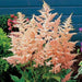 Astilbe 'Peach Blossom'" (BareRoots) Perennial - Caribbean garden seed
