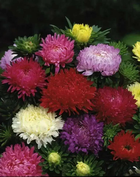 Aster Flowers Seed, Tall Paeony Duchess Mix, excellent cut flower - Caribbean garden seed