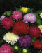 Aster Flowers Seed, Tall Paeony Duchess Mix, excellent cut flower - Caribbean garden seed