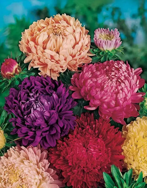 Aster Flowers Seed, Tall Paeony Duchess Mix, excellent cut flower - Caribbean garden seed