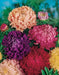 Aster Flowers Seed, Tall Paeony Duchess Mix, excellent cut flower - Caribbean garden seed