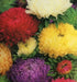 Aster Flowers Seed, Tall Paeony Duchess Mix, excellent cut flower - Caribbean garden seed