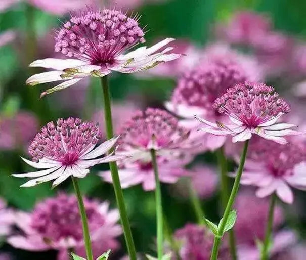 Astrantia, Star of Beauty ( plant/Root) perennial - Caribbean garden seed