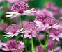Astrantia, Star of Beauty ( plant/Root) perennial - Caribbean garden seed