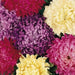 Aster Flowers Seed, Tall Paeony Duchess Mix, excellent cut flower - Caribbean garden seed
