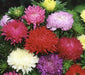 Aster Flowers Seed, Tall Paeony Duchess Mix, excellent cut flower - Caribbean garden seed