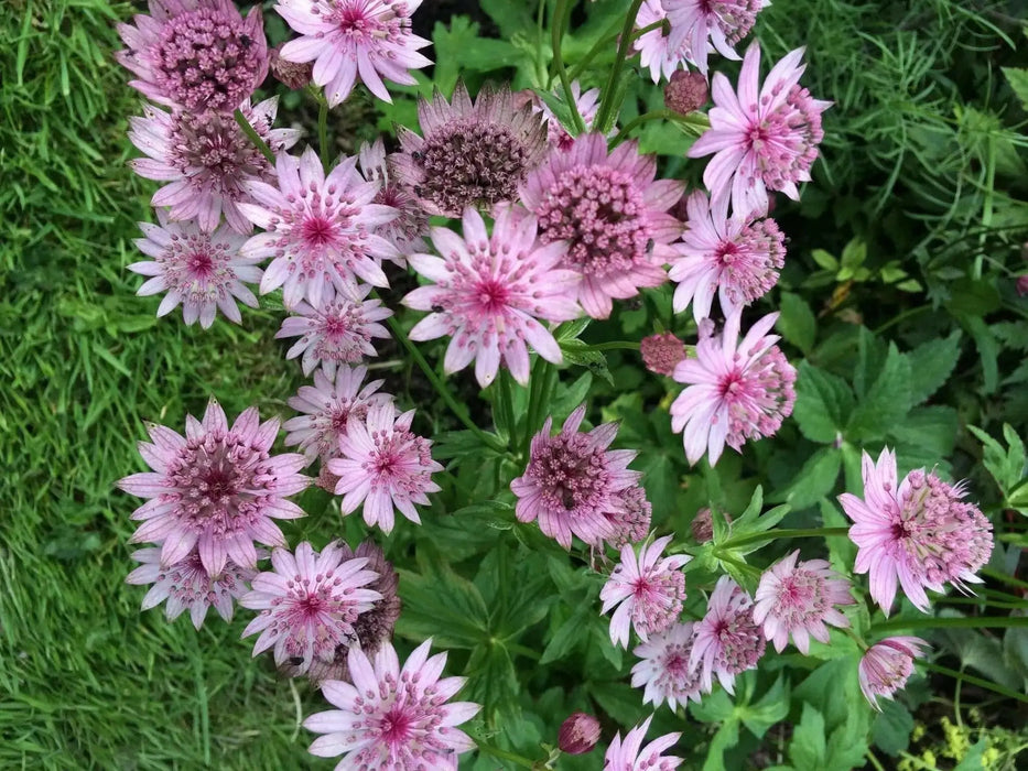 Astrantia, Star of Beauty ( plant/Root) perennial - Caribbean garden seed