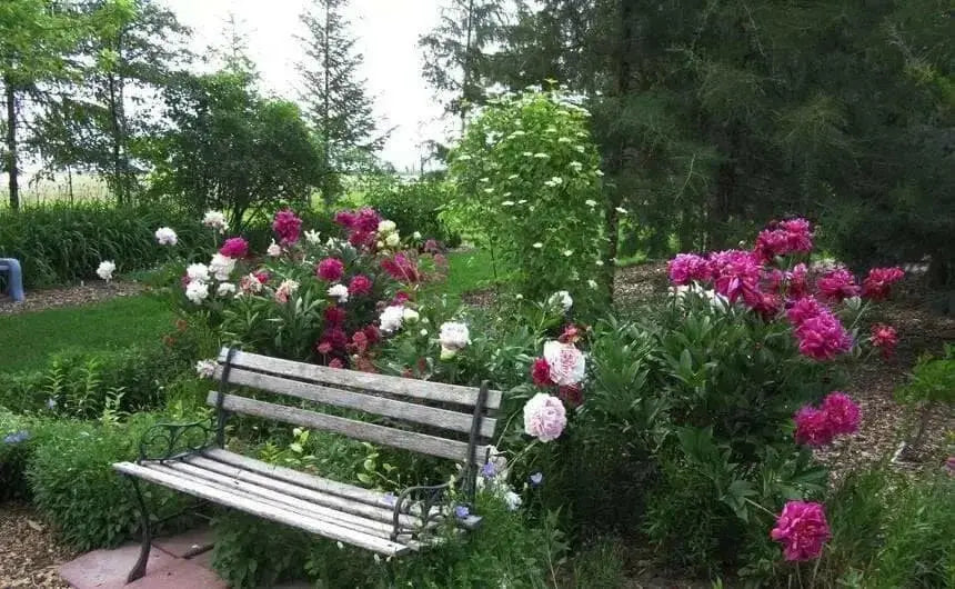 Aster Flowers Seed, Tall Paeony Duchess Mix, excellent cut flower - Caribbean garden seed