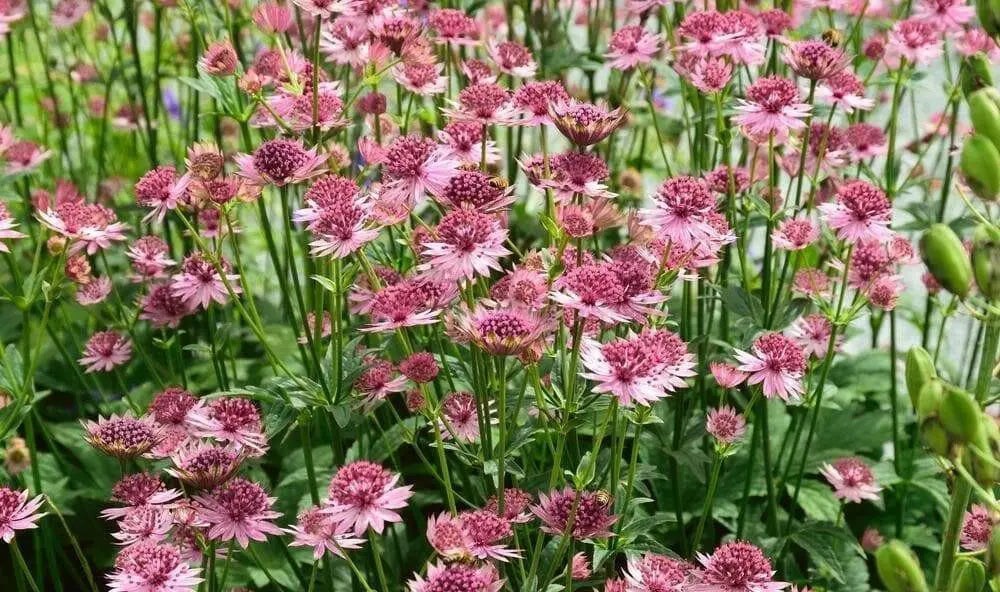 Astrantia, Star of Beauty ( plant/Root) perennial - Caribbean garden seed