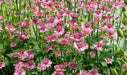 Astrantia, Star of Beauty ( plant/Root) perennial - Caribbean garden seed