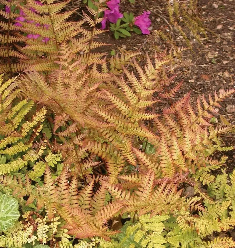 Autumn Fern (BareRoot) Dryopteris erythrosora, - Caribbean garden seed