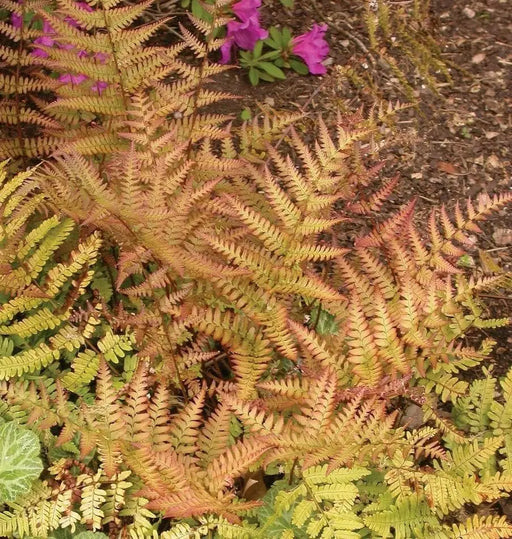 Autumn Fern (BareRoot) Dryopteris erythrosora, - Caribbean garden seed