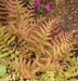 Autumn Fern (BareRoot) Dryopteris erythrosora, - Caribbean garden seed
