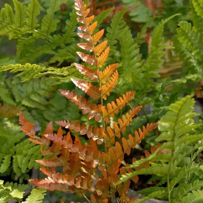 Autumn Fern (BareRoot) Dryopteris erythrosora, - Caribbean garden seed