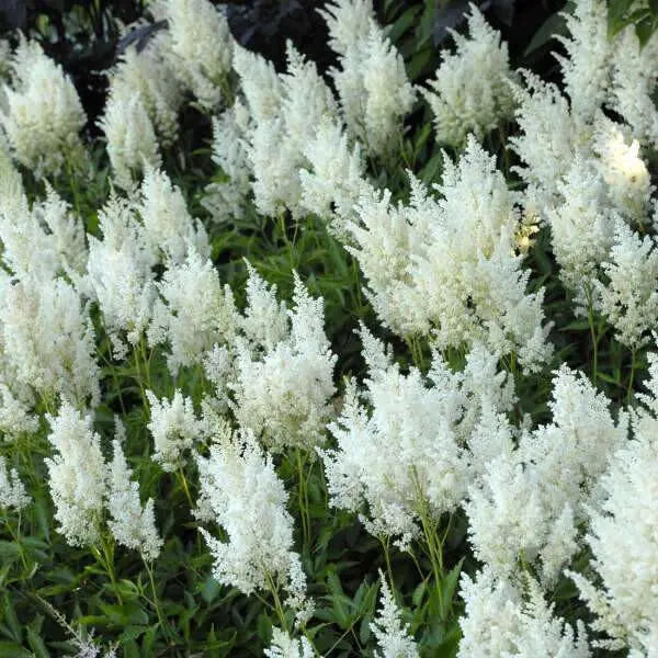 Astilbe White Gloria (Bareroot Plant) Perennial FLOWERS - Caribbean garden seed