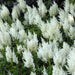 Astilbe White Gloria (Bareroot Plant) Perennial FLOWERS - Caribbean garden seed