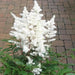 Astilbe White Gloria (Bareroot Plant) Perennial FLOWERS - Caribbean garden seed