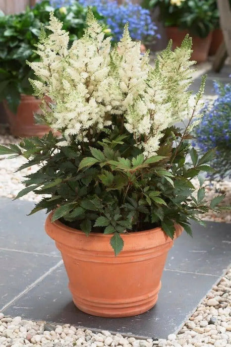 Astilbe White Gloria (Bareroot Plant) Perennial FLOWERS - Caribbean garden seed