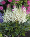 Astilbe White Gloria (Bareroot Plant) Perennial FLOWERS - Caribbean garden seed