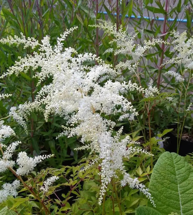 Astilbe White Gloria (Bareroot Plant) Perennial FLOWERS - Caribbean garden seed