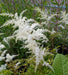 Astilbe White Gloria (Bareroot Plant) Perennial FLOWERS - Caribbean garden seed
