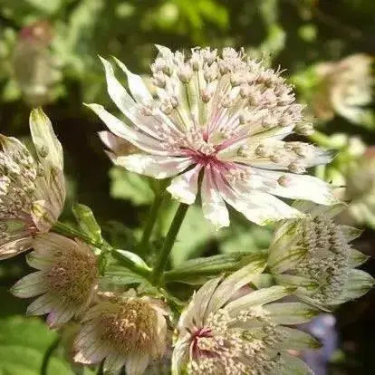 Astrantia STAR OF ROYAL( plant/Root) perennial - Caribbean garden seed