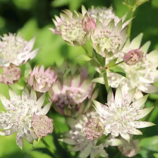 Astrantia STAR OF ROYAL( plant/Root) perennial - Caribbean garden seed
