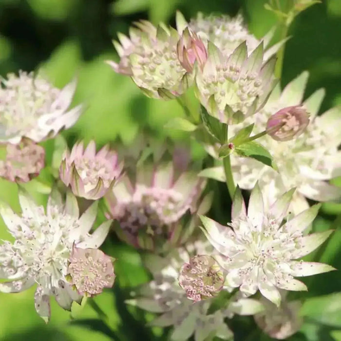 Astrantia STAR OF ROYAL( plant/Root) perennial - Caribbean garden seed