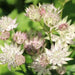 Astrantia STAR OF ROYAL( plant/Root) perennial - Caribbean garden seed