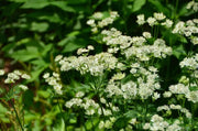 Astrantia STAR OF ROYAL( plant/Root) perennial - Caribbean garden seed