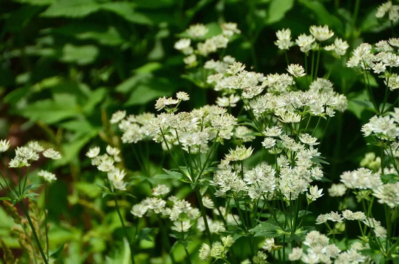 Astrantia STAR OF ROYAL( plant/Root) perennial - Caribbean garden seed