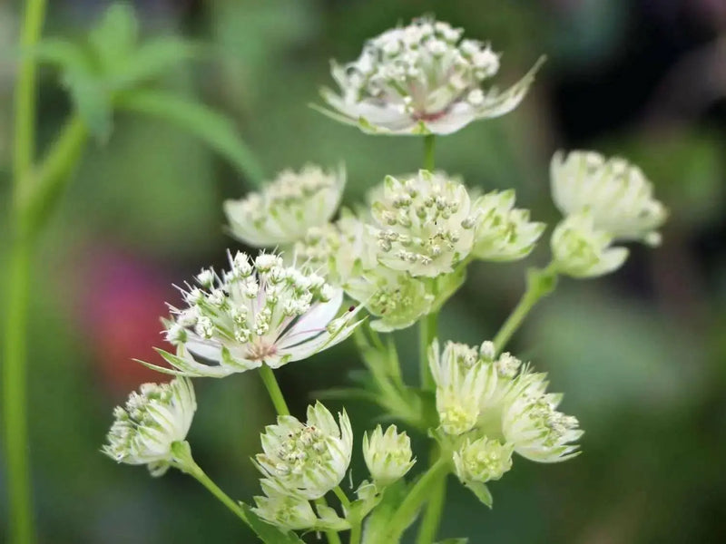 Astrantia STAR OF ROYAL( plant/Root) perennial - Caribbean garden seed