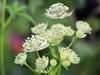 Astrantia STAR OF ROYAL( plant/Root) perennial - Caribbean garden seed
