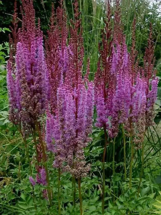 Astilbe ‘PURPLE LANCE" (BareRoots) Perennial - Caribbean garden seed