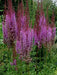 Astilbe ‘PURPLE LANCE" (BareRoots) Perennial - Caribbean garden seed