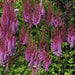 Astilbe ‘PURPLE LANCE" (BareRoots) Perennial - Caribbean garden seed