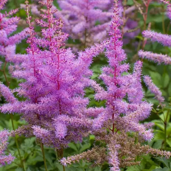 Astilbe ‘PURPLE LANCE" (BareRoots) Perennial - Caribbean garden seed