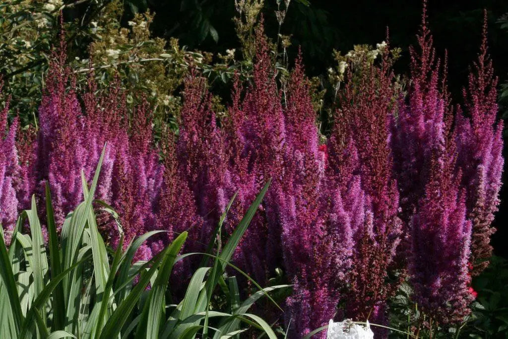 Astilbe ‘PURPLE LANCE" (BareRoots) Perennial - Caribbean garden seed
