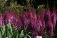Astilbe ‘PURPLE LANCE" (BareRoots) Perennial - Caribbean garden seed