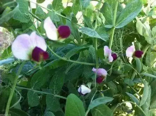 Austrian Winter Peas-Wildlife ,Food Plots,Cover Crops , Grazing..