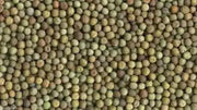 Austrian Winter Peas-Wildlife ,Food Plots,Cover Crops , Grazing..